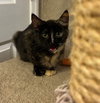 Snickers - Photo 3