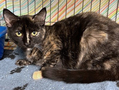 SNICKERS - Tortoiseshell / Domestic Short Hair available for adoption