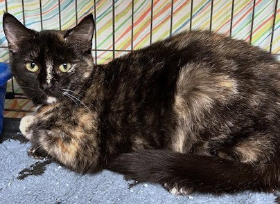 SNICKERS - Tortoiseshell / Domestic Short Hair available for adoption