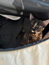 Snickers - Photo 2