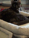 Snickers - Photo 3