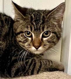 HEATH - Tabby / Domestic Short Hair available for adoption