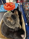 Heath - Photo 6