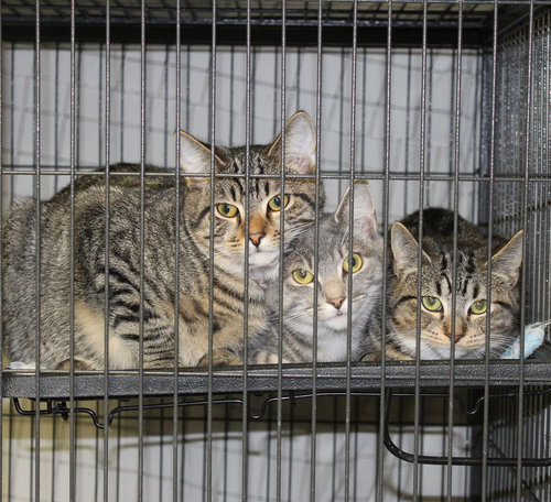 HEATH - Tabby / Domestic Short Hair available for adoption