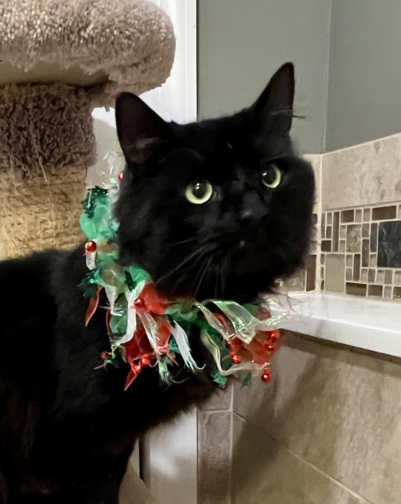 Thor - FIV+ Image