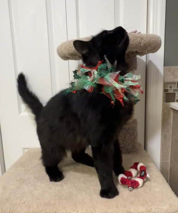 Thor - FIV+
