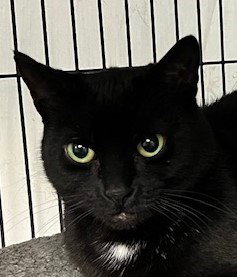 LOLA - Domestic Short Hair available for adoption
