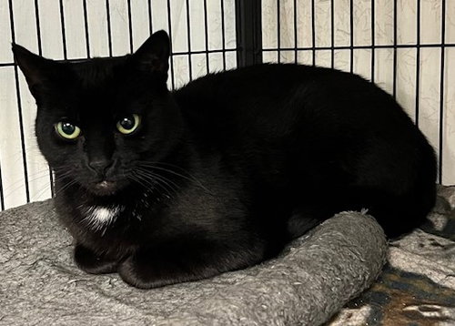 LOLA - Domestic Short Hair available for adoption