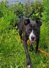 Lindy - Photo 1