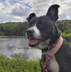 Lindy - Photo 2