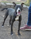 Lindy - Photo 3