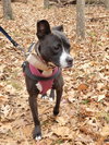 Lindy - Photo 5