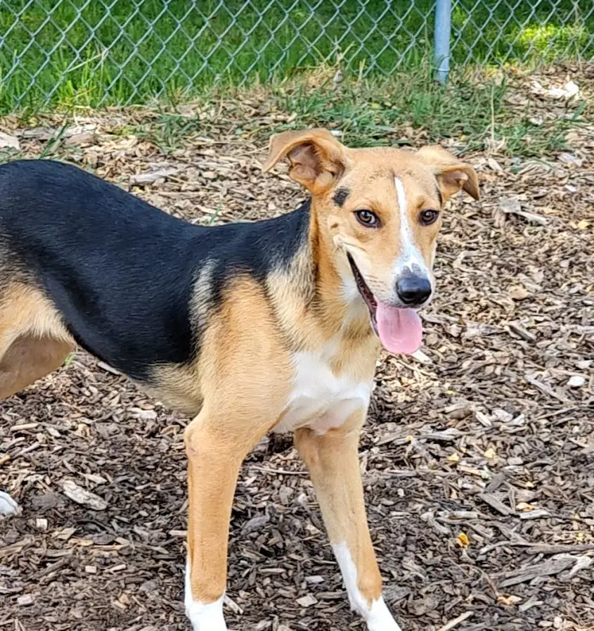 Coby - Beagle