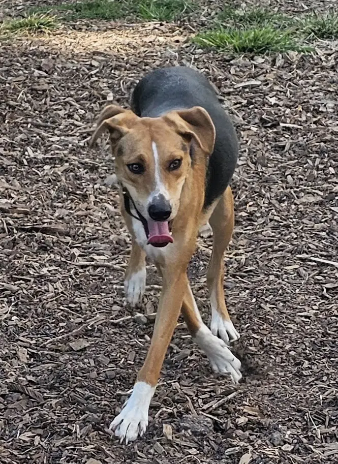 Coby image 2
