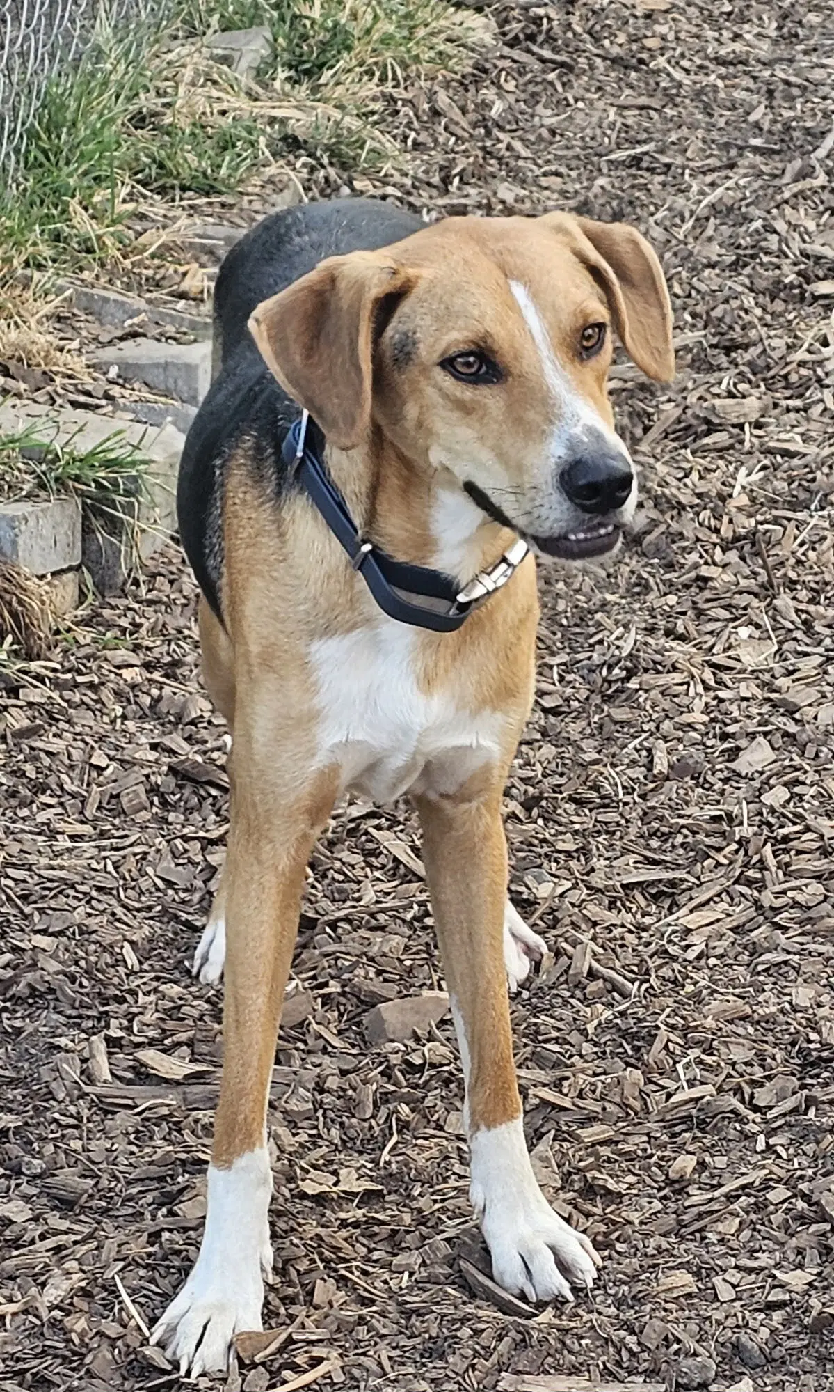 Coby image 3