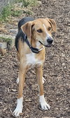 Coby - Photo 3