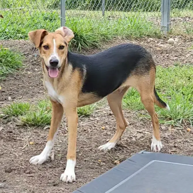 Coby image 4