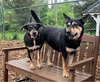 Susie and June Bug - Photo 1