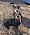 Susie and June Bug - Photo 2