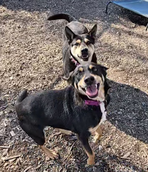 SUSIE AND JUNE BUG - Shepherd available for adoption