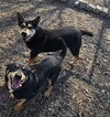 Susie and June Bug - Photo 3