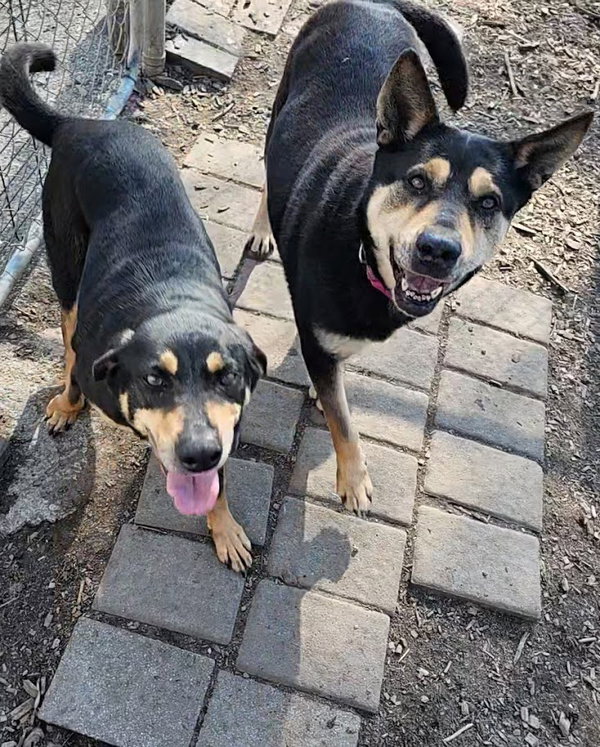 Susie and June Bug