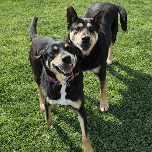 Susie and June Bug, an adoptable Shepherd in Bloomingdale, NJ