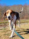 Buddy - Photo 2