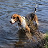 Buddy - Photo 4