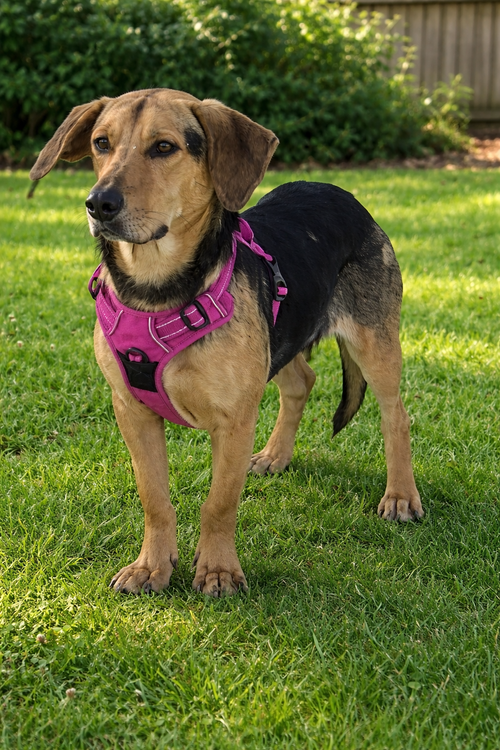 Claire, an adoptable Beagle in Bloomingdale, NJ