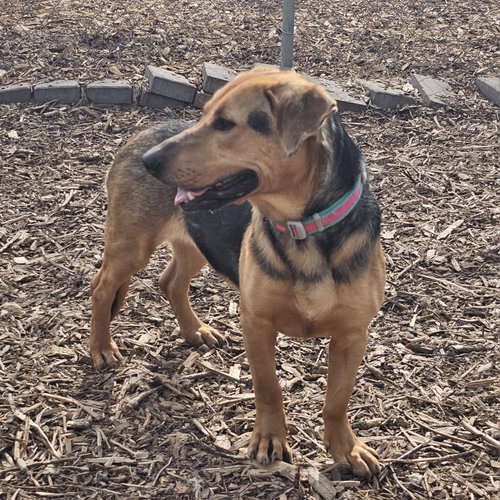CLAIRE - Beagle / Shepherd available for adoption
