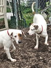 Harlequin (and Dot) - Photo 1