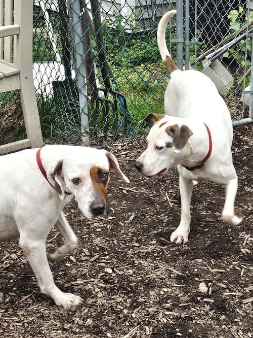HARLEQUIN (AND DOT) - Hound available for adoption