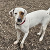 Harlequin (and Dot) - Photo 3