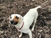 Harlequin (and Dot) - Photo 6