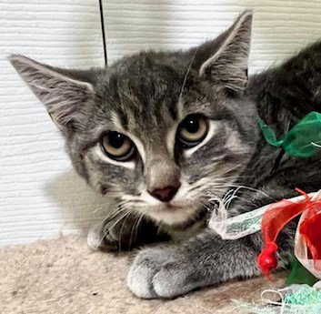 Krackel, Young Tabby / Domestic Short Hair / Mixed (short coat), cat for adoption in Clifton, New Jersey