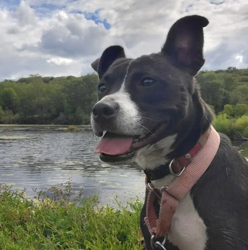 Lindy - Pit Bull Terrier