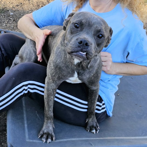 ANDY II - Bulldog / Pit Bull Terrier available for adoption