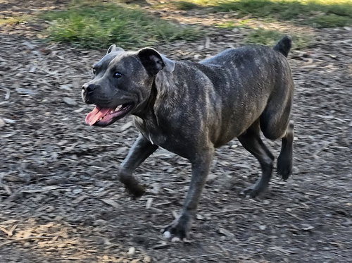 ANDY II - Bulldog / Pit Bull Terrier available for adoption