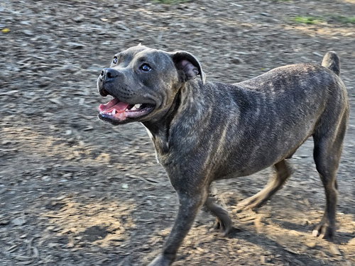 Andy II, an adoptable Bulldog in Bloomingdale, NJ