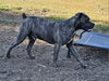 Andy II - Photo 4