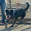 Bluey - Photo 1