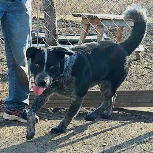 BLUEY - Cattle Dog available for adoption