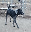 Bluey - Photo 3