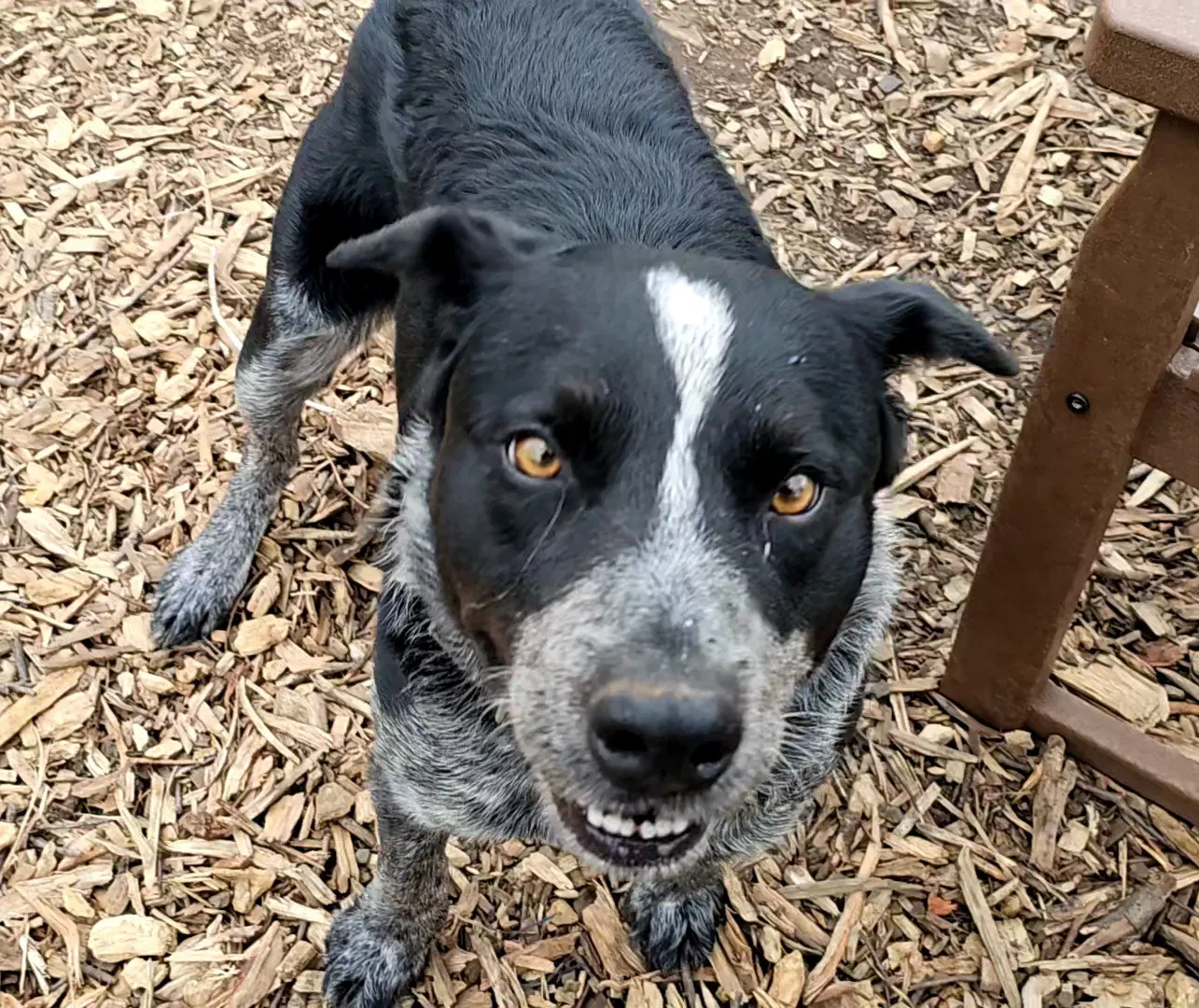 Bluey image 2