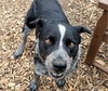 Bluey - Photo 2