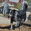 Bluey - Photo 1