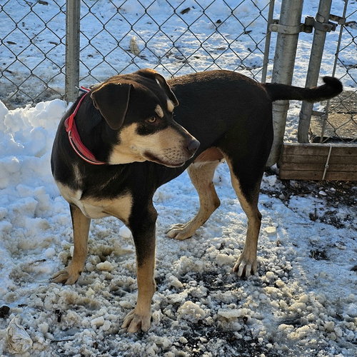 GABBRIELLE - Hound available for adoption