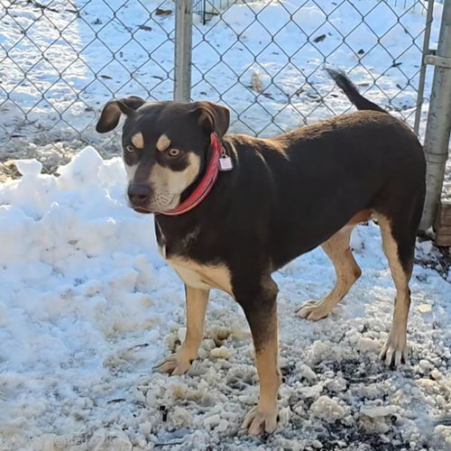 GABBRIELLE - Hound available for adoption