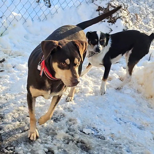 HUNTER (AND GABBIE) - Cavalier King Charles Spaniel available for adoption
